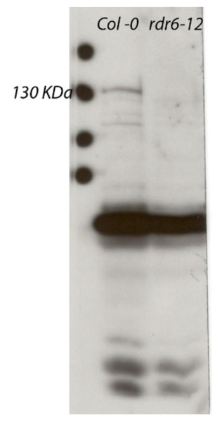 Western blot using anti-RDR6 antibodies